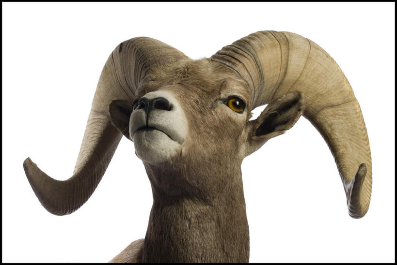 头,无人,站,横图,室内,特写,白天,白色背景,正面,野生动物,羊,阴影,反射,标本,影子,注视,一只,动物,观察,看,站着,可爱,摄影,活泼,影棚,观看,死亡,察看,关注,大角羊,殒命,灭亡,盘角羊,盘羊,头部,站立,半身,彩图,影棚拍摄,拍摄