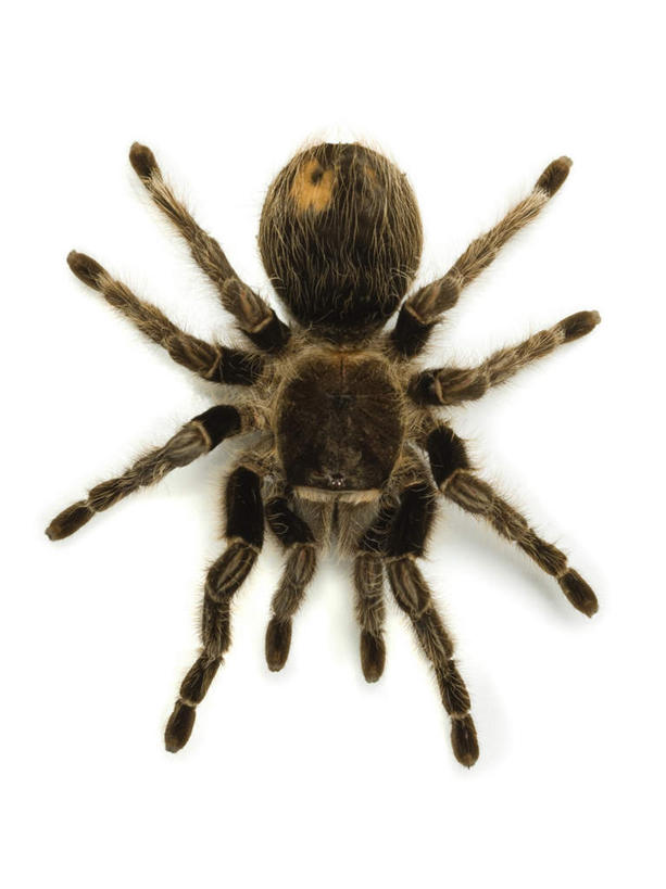 无人,竖图,俯视,室内,特写,白天,白色背景,阴影,反射,昆虫,蜘蛛,标本,影子,一只,动物,趴着,摄影,影棚,死亡,八脚螅,节肢动物,益虫,狼蛛,殒命,灭亡,波丝,趴,彩图,高角度拍摄,全身,影棚拍摄,拍摄