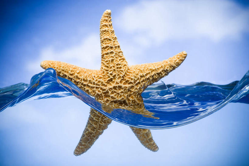 无人,横图,室内,特写,白天,背景,正面,水,海星,漂浮,液体,水滴,云,星星,云朵,云彩,海洋生物,一只,黄色,蓝色,白云,蓝天,天空,自然,动物,天,星形,生物,摄影,影棚,晴朗,五角形,棘皮动物门,晴空,星鱼,五角星,布景,彩图,影棚拍摄,拍摄
