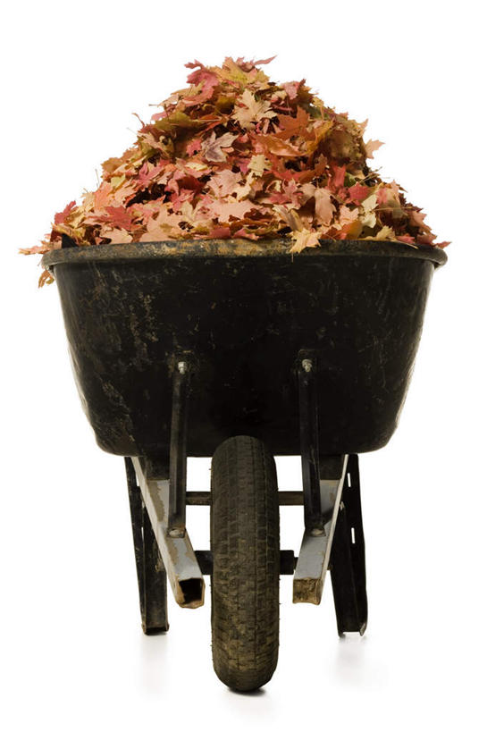 无人,竖图,室内,白天,白色背景,正面,叶子,一辆,一排,许多,整齐,枫叶,枯叶,落叶,车,排列,黄色,红色,手推车,交通工具,摄影,影棚,独轮车,枫树叶,堆,队列,载具,叶,叶片,彩图,影棚拍摄,拍摄