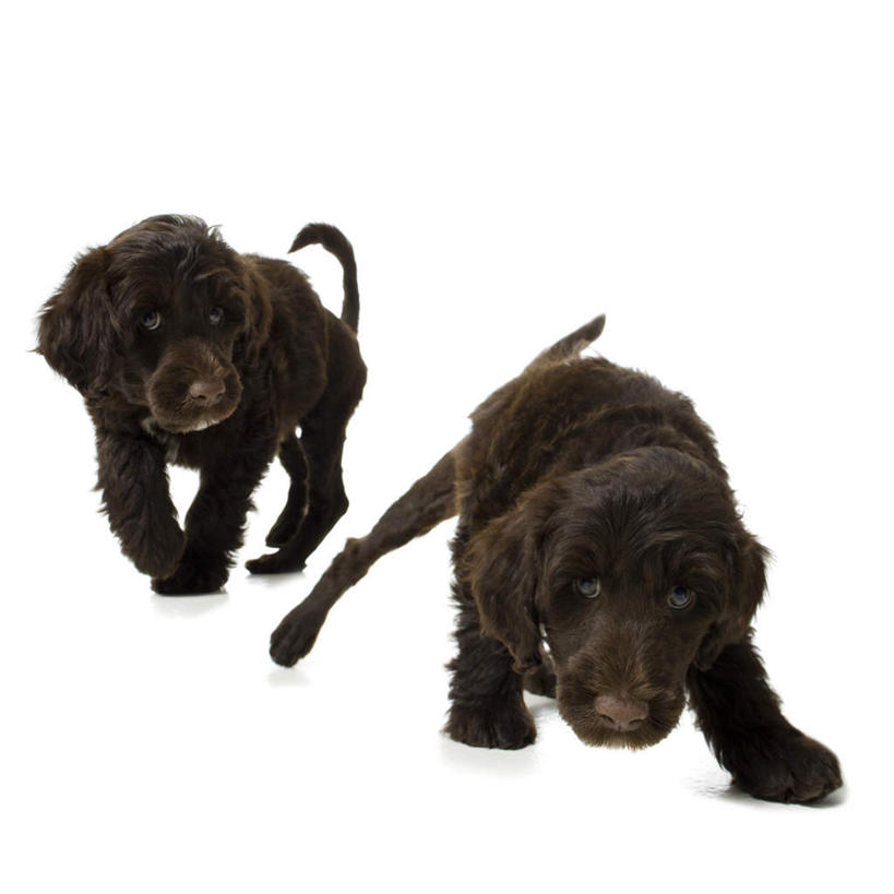 无人,站,方图,室内,白天,白色背景,正面,宠物,狗,棕色,注视,动物,观察,看,站着,两只,可爱,摄影,影棚,观看,察看,关注,忠诚,葡萄牙水犬,犬,站立,彩图,全身,影棚拍摄,拍摄