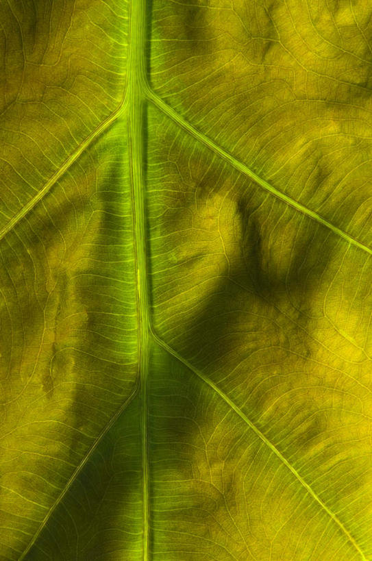 无人,竖图,室内,特写,白天,正面,微距,植物,叶子,纹理,绿叶,黄色,绿色,嫩叶,肌理,叶,叶片,叶脉,彩图,微距摄影