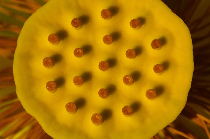 无人,横图,俯视,室内,特写,白天,微距,盛开,花蕾,花,花瓣,花朵,鲜花,一朵,黄色,花苞,花蕊,彩图,高角度拍摄,微距摄影