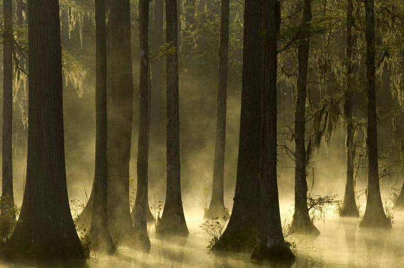 无人,横图,室外,白天,正面,森林,树林,植物,雾,美国,阴影,朦胧,模糊,光线,影子,树,树木,绿色,阳光,自然,生长,成长,迷雾,沼泽,北美,北美洲,美洲,南卡罗来纳州,北亚美利加洲,亚美利加洲,南卡罗来纳,扇榈之州,矮棕榈之州,池沼,大雾,彩图