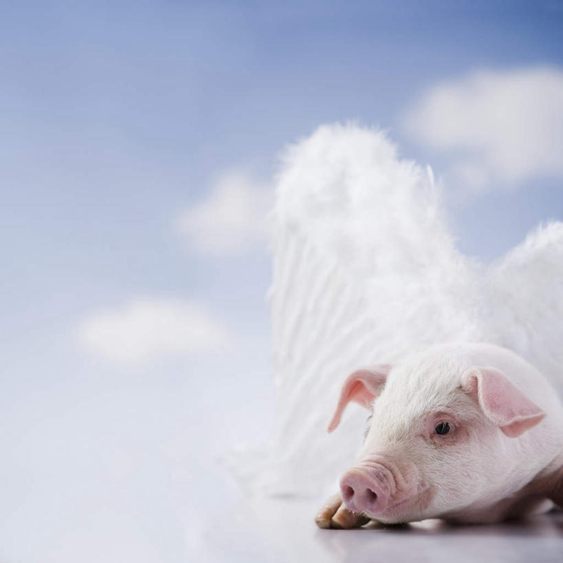 无人,方图,室内,白天,背景,正面,猪,翅膀,云,云朵,一对,云彩,注视,一只,蓝色,白色,白云,蓝天,天空,动物,天,观察,看,趴着,家畜,摄影,牲畜,影棚,晴朗,观看,察看,关注,晴空,趴,半身,布景,彩图,影棚拍摄,拍摄