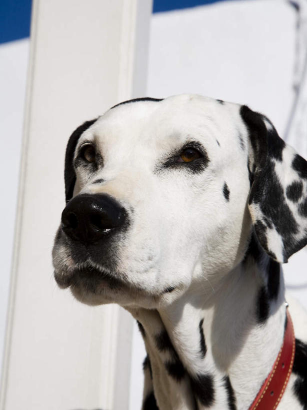 头,无人,竖图,室外,特写,白天,正面,宠物,狗,斑点狗,大麦町犬,注视,一只,动物,观察,看,可爱,观看,察看,关注,忠诚,斑点犬,头部,犬,半身,彩图