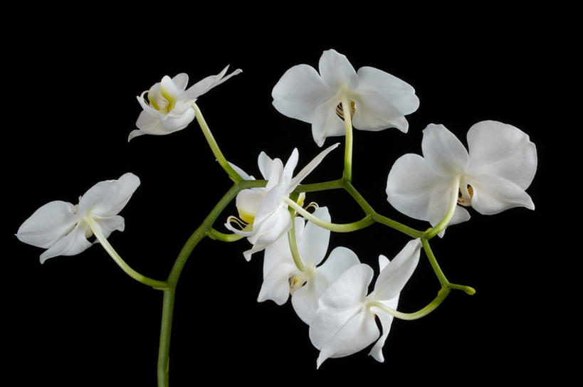 无人,横图,室内,特写,白天,正面,黑色背景,盛开,花蕾,花,花瓣,花朵,鲜花,白色,花苞,花蕊,摄影,影棚,高雅,淡泊,花中君子,兰花,彩图,影棚拍摄,拍摄