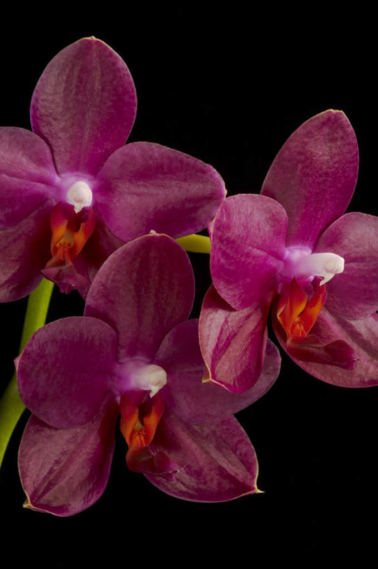 无人,竖图,室内,特写,白天,正面,三朵,黑色背景,盛开,花蕾,花,花瓣,花朵,鲜花,红色,花苞,花蕊,摄影,影棚,高雅,淡泊,花中君子,兰花,彩图,影棚拍摄,拍摄