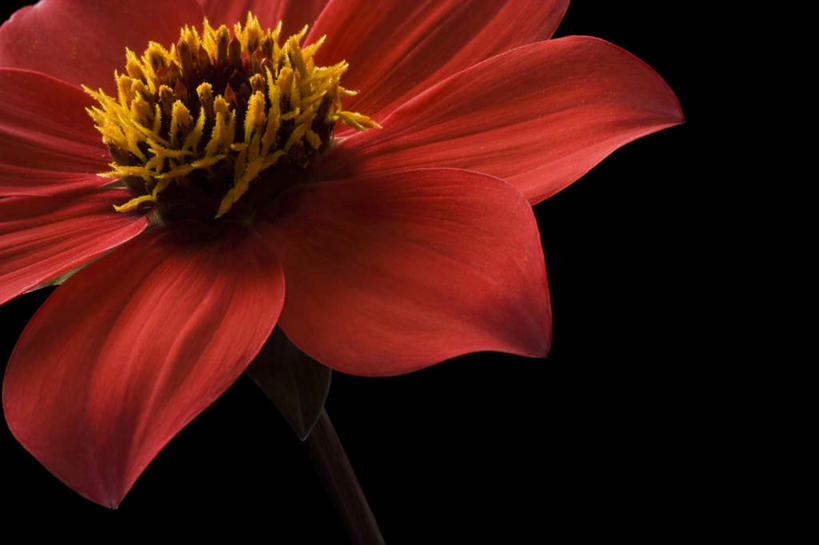 无人,横图,室内,特写,白天,正面,黑色背景,盛开,大丽花,花蕾,花,花瓣,花朵,鲜花,一朵,红色,花苞,花蕊,菊花,摄影,影棚,大理花,大丽菊,富丽,大方,彩图,影棚拍摄,拍摄