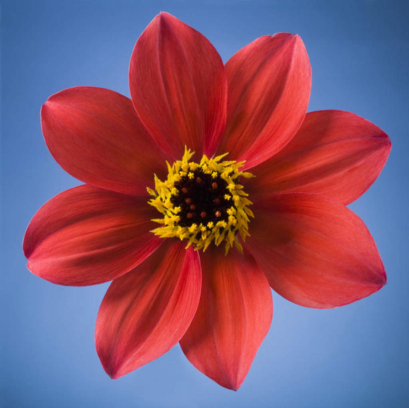 无人,横图,室内,特写,白天,正面,蓝色背景,盛开,大丽花,花蕾,花,花瓣,花朵,鲜花,一朵,红色,花苞,花蕊,菊花,摄影,影棚,大理花,大丽菊,富丽,大方,彩图,影棚拍摄,拍摄