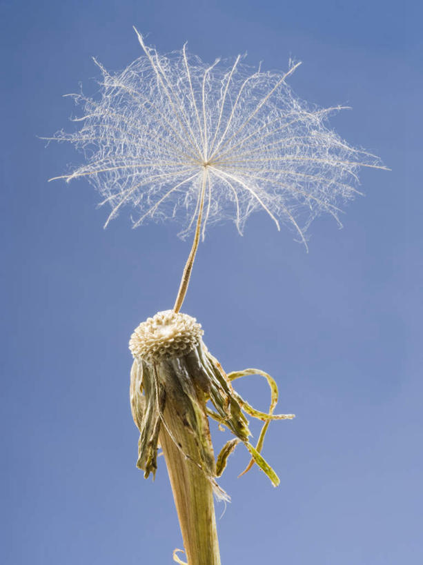 无人,竖图,室内,特写,白天,正面,爱情,蒲公英,蓝色背景,盛开,花蕾,花,花瓣,花朵,鲜花,一朵,花苞,花蕊,摄影,影棚,开朗,蒲公草,尿床草,彩图,影棚拍摄,拍摄