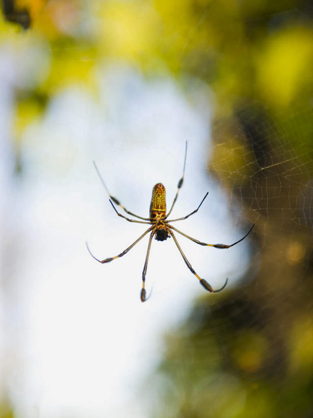 无人,竖图,室外,特写,白天,正面,美景,朦胧,模糊,昆虫,蜘蛛,景观,一只,自然,动物,景色,八脚螅,自然风光,节肢动物,益虫,波丝,彩图,全身