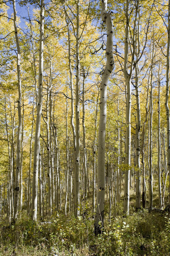 无人,竖图,室外,白天,正面,美景,树林,植物,景观,树,树木,蓝色,绿色,蓝天,天空,自然,天,景色,生长,晴朗,成长,杨树,自然风光,万里无云,大叶杨,麻嘎勒,山杨,晴空,晴空万里,彩图