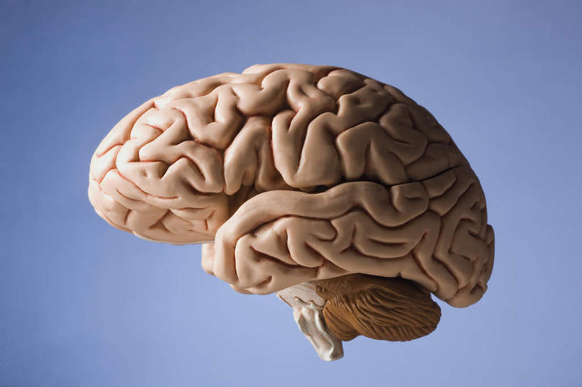 无人,横图,室内,特写,白天,正面,大脑,蓝色背景,一个,摄影,影棚,单个,器官,沟壑,小脑,脑干,大脑皮层,端脑,沟,灰质,回,间脑,彩图,影棚拍摄,拍摄