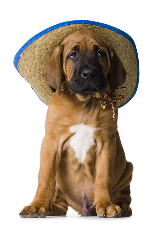 无人,坐,竖图,室内,白天,白色背景,正面,宠物,狗,帽子,注视,一只,动物,遮阳帽,观察,看,可爱,摄影,影棚,观看,察看,关注,忠诚,一顶,犬,坐着,彩图,全身,影棚拍摄,拍摄,斗牛獒犬,斗牛马士提夫犬