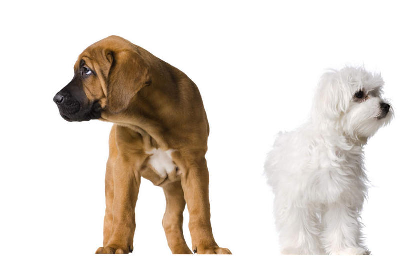 无人,站,横图,室内,白天,白色背景,正面,宠物,狗,扭头,注视,动物,观察,看,站着,转头,两只,可爱,摄影,影棚,观看,比熊,察看,关注,忠诚,特内里费狗,特内里费犬,犬,站立,彩图,全身,影棚拍摄,拍摄,斗牛獒犬,斗牛马士提夫犬,比熊犬