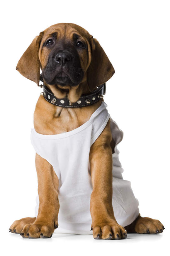 无人,坐,竖图,室内,白天,白色背景,正面,宠物,狗,服装,注视,一个,一只,衣服,白色,动物,观察,看,可爱,摄影,服饰,影棚,单个,观看,察看,衣着,穿着,关注,忠诚,衣饰,项圈,犬,坐着,彩图,全身,影棚拍摄,拍摄,斗牛獒犬,斗牛马士提夫犬