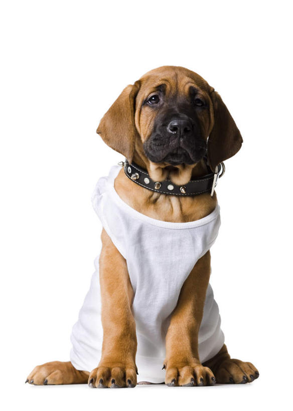 无人,坐,竖图,室内,白天,白色背景,正面,宠物,狗,服装,注视,一个,一只,衣服,白色,动物,观察,看,可爱,摄影,服饰,影棚,单个,观看,察看,衣着,穿着,关注,忠诚,衣饰,项圈,犬,坐着,彩图,全身,影棚拍摄,拍摄,斗牛獒犬,斗牛马士提夫犬