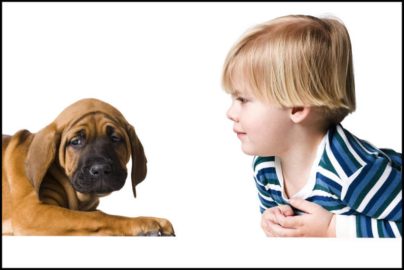 西方人,儿童,脸,头,脸颊,头发,一个人,横图,室内,特写,白天,白色背景,侧面,纯洁,宠物,狗,欧洲,欧洲人,仅一个男性,仅一个人,服装,注视,休闲装,肩膀,一只,小孩,衣服,动物,观察,看,趴着,仅一个小孩,休闲,休闲服,金色,可爱,童年,童趣,摄影,服饰,影棚,观看,察看,关注,童真,烂漫,无邪,忠诚,天真,男孩,男人,男性,白种人,孩子,头部,直发,脸部,脸蛋,面部,犬,趴,半身,彩图,影棚拍摄,拍摄,斗牛獒犬,斗牛马士提夫犬,短发,男生