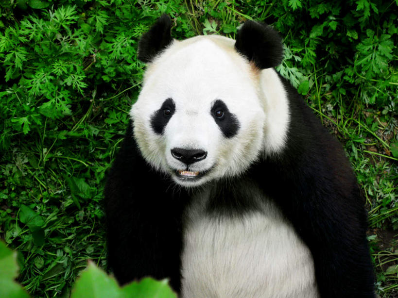 无人,笑,微笑,横图,室外,白天,正面,美景,野生动物,熊猫,叶子,阴影,光线,影子,景观,绿叶,注视,一只,白色,黑色,阳光,自然,动物,观察,看,嫩叶,景色,可爱,活泼,观看,察看,关注,自然风光,大熊猫,猫熊,叶,叶片,半身,彩图