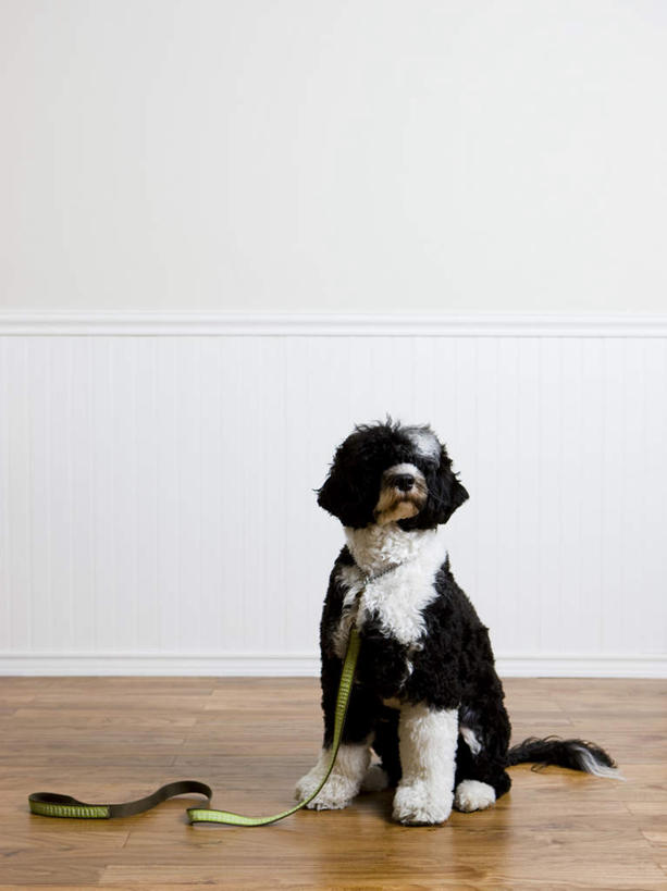 无人,坐,竖图,室内,白天,正面,地板,宠物,狗,阴影,反射,影子,墙,地面,注视,木地板,墙壁,墙面,一只,白色,动物,观察,看,可爱,观看,察看,关注,狗链,忠诚,葡萄牙水犬,犬,坐着,彩图,全身