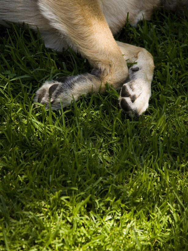 无人,躺,竖图,俯视,室外,特写,白天,草地,草坪,植物,城市,宠物,狗,美国,阴影,朦胧,模糊,反射,影子,草,一只,绿色,动物,可爱,牧羊犬,德国牧羊犬,北美,北美洲,加利福尼亚,美洲,加州,忠诚,洛杉矶,加利福尼亚州,金州,黄金州,北亚美利加洲,亚美利加洲,德国狼犬,黑背,天使之城,卧着,犬,躺着,卧,半身,彩图,高角度拍摄