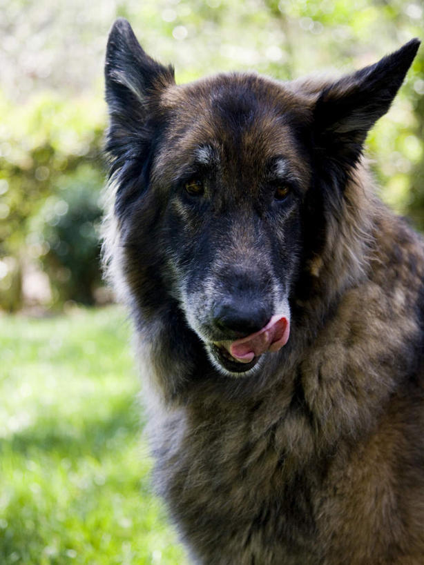 无人,站,竖图,室外,特写,白天,正面,草地,草坪,植物,宠物,狗,朦胧,模糊,注视,草,树,树木,一只,绿色,自然,动物,观察,看,站着,可爱,舔,生长,牧羊犬,成长,观看,察看,德国牧羊犬,关注,忠诚,德国狼犬,黑背,犬,站立,半身,彩图