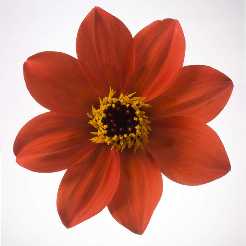 无人,横图,室内,特写,白天,白色背景,正面,阴影,盛开,反射,纹路,纹理,影子,大丽花,花心,花蕾,花,花瓣,花朵,鲜花,一朵,黄色,红色,花苞,花蕊,菊花,摄影,影棚,大理花,大丽菊,肌理,富丽,大方,彩图,影棚拍摄,拍摄