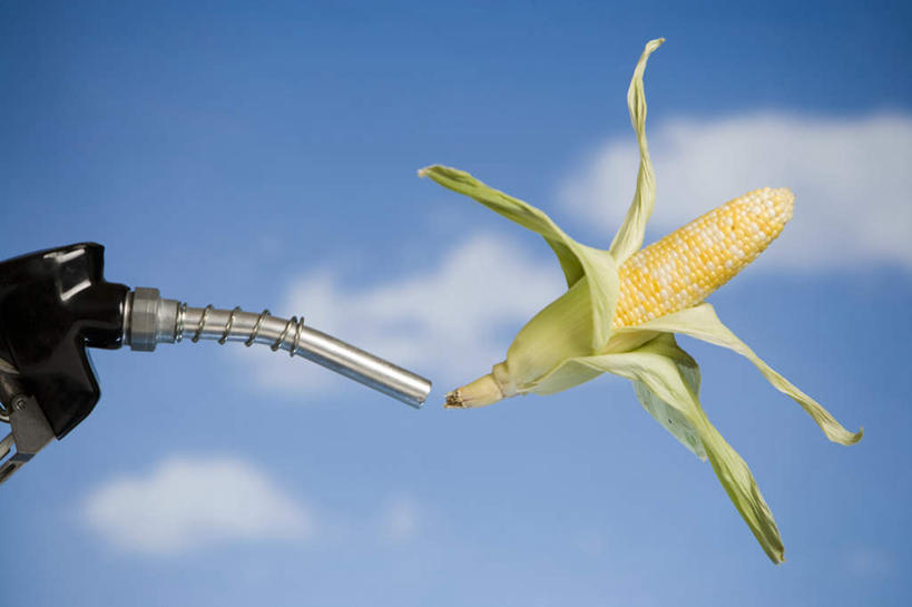 无人,横图,室内,特写,白天,正面,玉米,蔬菜,叶子,阴影,新鲜,反射,棒子,影子,云,云朵,玉蜀黍,食品,绿叶,云彩,食物,一个,蓝色,白云,蓝天,天空,天,嫩叶,腾空,摄影,有机食品,绿色食品,影棚,晴朗,单个,苞米,苞芦,加油枪,苞谷,包谷,大蜀黍,番麦,薏米包,玉高粱,玉麦,珍珠米,计量加油枪,输油枪,油枪,凌空,叶,叶片,晴空,彩图,影棚拍摄,拍摄