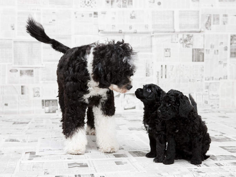 无人,站,坐,横图,室内,白天,正面,阅读,壁纸,宠物,狗,报纸,三只,许多,学习,阴影,反射,影子,扭头,注视,动物,观察,看,站着,转头,可爱,浏览,摄影,影棚,观看,察看,关注,忠诚,葡萄牙水犬,墙纸,犬,站立,坐着,彩图,全身,影棚拍摄,拍摄