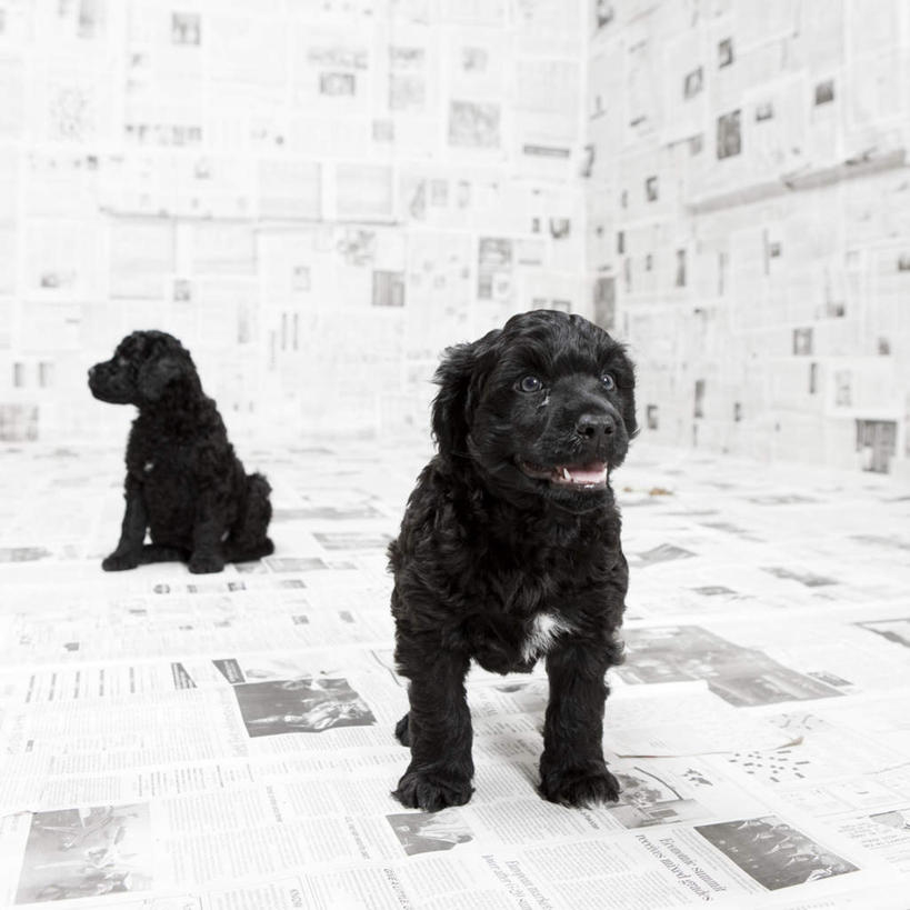 无人,站,方图,室内,白天,正面,阅读,壁纸,宠物,狗,报纸,学习,阴影,反射,影子,注视,动物,观察,看,站着,两只,可爱,浏览,摄影,影棚,观看,察看,关注,忠诚,葡萄牙水犬,墙纸,犬,站立,彩图,全身,影棚拍摄,拍摄