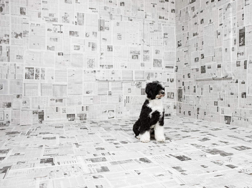 无人,坐,横图,室内,白天,正面,阅读,壁纸,宠物,狗,报纸,学习,阴影,反射,影子,注视,一只,动物,观察,看,可爱,浏览,摄影,影棚,观看,察看,关注,忠诚,葡萄牙水犬,墙纸,犬,坐着,彩图,全身,影棚拍摄,拍摄