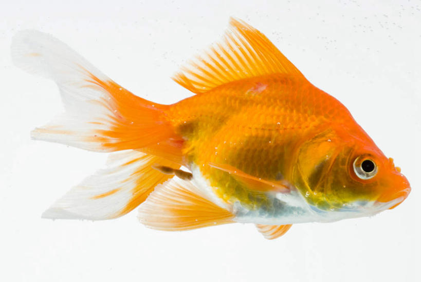 游泳,无人,横图,室内,特写,白天,白色背景,侧面,一条,金鱼,鱼,鱼类,红色,摄影,影棚,游动,观赏鱼,金鲫鱼,彩图,全身,影棚拍摄,拍摄