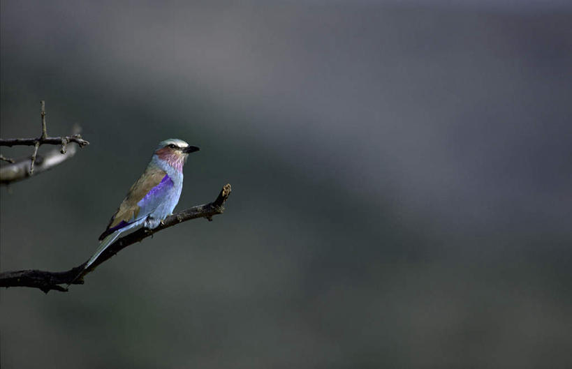 无人,横图,室外,特写,白天,侧面,美景,植物,鸟,阴影,朦胧,模糊,反射,鸟类,影子,景观,枝条,树,树木,树枝,一只,自然,景色,自然风光,虬枝,枝杈,停驻,彩图,全身