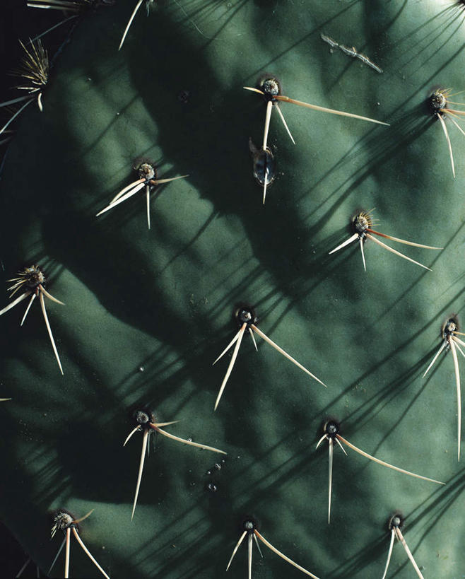 无人,竖图,室内,特写,白天,正面,美景,植物,仙人掌,阴影,反射,火焰,影子,景观,草药,中药,自然,刺,景色,自然风光,药材,中草药,中药材,本草,牛舌头,玉芙蓉,仙巴掌,火掌,霸王树,彩图