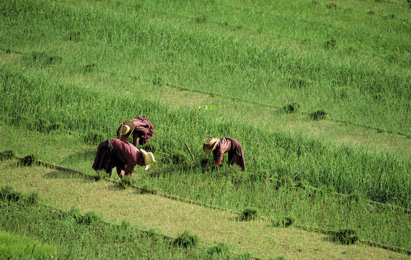 东方人,三个人,伙伴,朋友,农田,农场,站,横图,俯视,室外,白天,友谊,畜牧业,农业,牧场,庄稼,农作物,植物,帽子,亚洲,许多,弯腰,种植,服装,草帽,稻田,休闲装,黄种人,排列,衣服,绿色,自然,站着,休闲,休闲服,服饰,生长,成长,耕作,队列,秧苗,畜牧,牧业,弯身,劳作,友情,女人,女性,中年女性,亚洲人,站立,彩图,高角度拍摄,全身,耕地,庄稼田