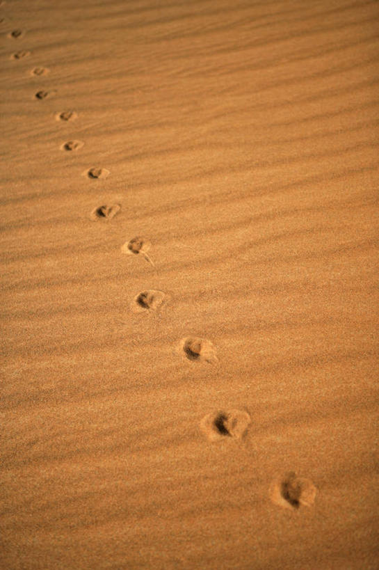 无人,竖图,俯视,室外,白天,旅游,度假,美景,沙漠,阿联酋,亚洲,纹路,纹理,景观,痕迹,娱乐,自然,享受,休闲,景色,放松,自然风光,西亚,阿拉伯联合酋长国,迪拜,肌理,陈迹,杜拜,大漠,砂漠,彩图,高角度拍摄