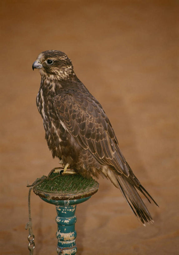 无人,站,竖图,室外,特写,白天,侧面,鸟,野生动物,鹰,鸟类,注视,一只,动物,观察,看,站着,观看,察看,关注,凶猛,鸢,残暴,凶残,老鹰,站立,彩图,全身