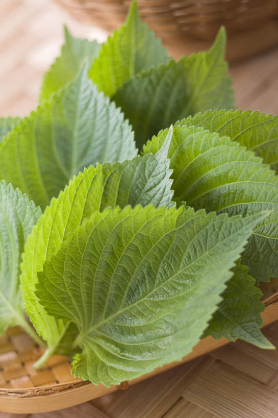 无人,竖图,俯视,室内,特写,白天,餐桌,桌子,蔬菜,餐具,叶子,朦胧,模糊,新鲜,碟子,盘,食品,绿叶,食物,盘子,碟,嫩叶,有机食品,绿色食品,餐台,桑叶,叶,叶片,彩图,高角度拍摄