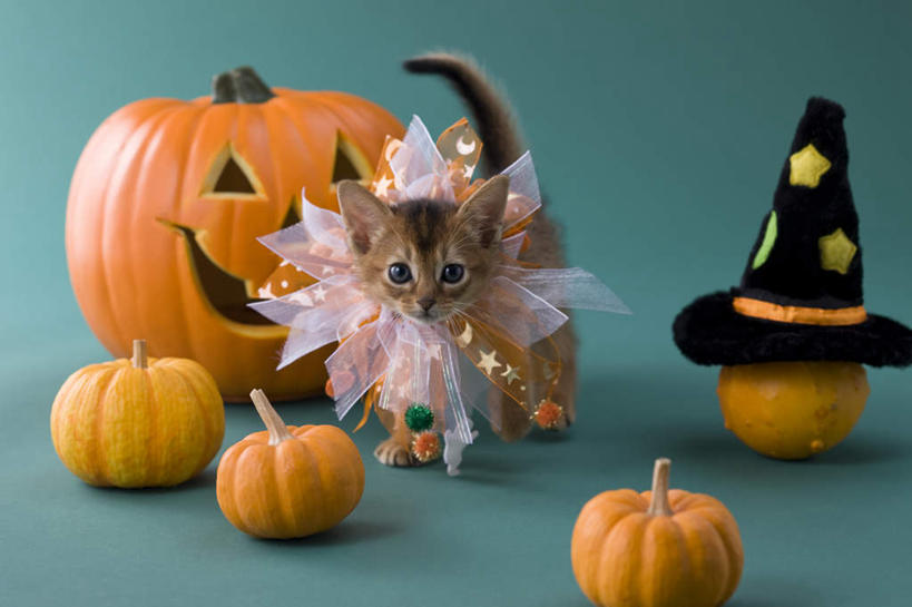 无人,站,横图,室内,白天,正面,宠物,猫,南瓜,蔬菜,帽子,绿色背景,阴影,纸质,服装,节日,庆祝,新鲜,影子,金瓜,食品,注视,文化,生日帽,番瓜,食物,一只,动物,观察,看,站着,庆典,南瓜灯,万圣节,可爱,摄影,有机食品,绿色食品,影棚,观看,纪念,麦瓜,倭瓜,察看,小丑帽,关注,猫咪,三角帽,狂欢帽,派对帽,聚会帽,纸帽,索马里猫,站立,彩图,全身,影棚拍摄,拍摄