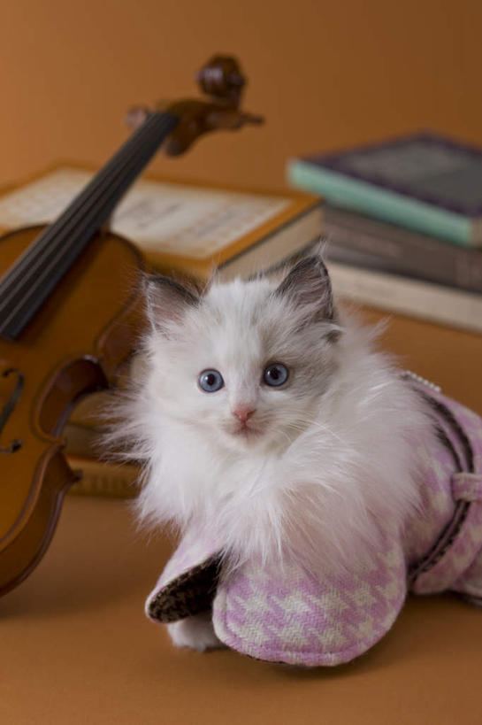 无人,坐,竖图,俯视,室内,白天,宠物,猫,阴影,黄色背景,朦胧,模糊,影子,乐器,弦乐器,小提琴,注视,外套,一只,动物,观察,看,可爱,摄影,影棚,衣物,观看,察看,关注,弓拉弦乐器,弓拉弦鸣乐器,布偶猫,书,坐着,彩图,高角度拍摄,全身,影棚拍摄,拍摄