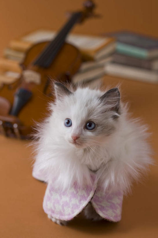 无人,站,竖图,俯视,室内,白天,宠物,猫,书籍,阴影,黄色背景,朦胧,模糊,影子,乐器,弦乐器,小提琴,注视,外套,一只,动物,观察,看,站着,可爱,摄影,影棚,衣物,观看,察看,关注,弓拉弦乐器,弓拉弦鸣乐器,猫咪,书,图书,站立,彩图,高角度拍摄,全身,影棚拍摄,拍摄