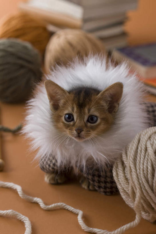 无人,竖图,俯视,室内,白天,宠物,猫,书籍,阴影,黄色背景,影子,乐器,弦乐器,小提琴,外套,一只,动物,可爱,摄影,影棚,衣物,弓拉弦乐器,弓拉弦鸣乐器,布偶猫,书,图书,彩图,高角度拍摄,全身,影棚拍摄,拍摄