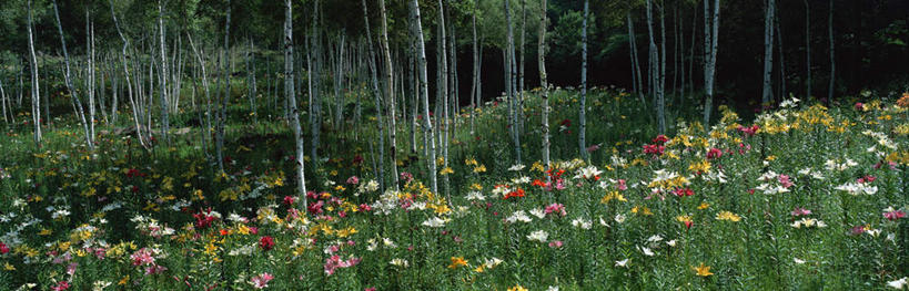 无人,横图,室外,白天,正面,旅游,度假,花海,花圃,美景,森林,树林,植物,叶子,长野县,日本,亚洲,盛开,景观,花蕾,娱乐,花,花瓣,花朵,花卉,鲜花,树,树木,绿色,自然,花丛,花束,花田,花苞,花蕊,享受,休闲,景色,放松,生长,成长,自然风光,东亚,本州,本州岛,日本国,中部地方,长野,诹访,诹访市,玩耍,彩图