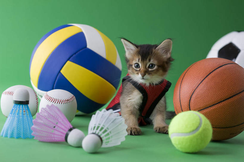 无人,坐,竖图,室内,白天,正面,锻炼,运动,网球,排球,羽毛球,篮球,棒球,垒球,足球,宠物,猫,绿色背景,阴影,影子,球,一只,动物,可爱,摄影,影棚,猫咪,索马里猫,体育,坐着,彩图,全身,影棚拍摄,健身,拍摄