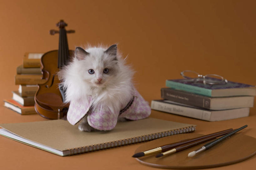 无人,坐,竖图,室内,白天,正面,宠物,猫,书籍,阴影,黄色背景,笔,影子,乐器,弦乐器,小提琴,注视,外套,一只,动物,画笔,观察,看,可爱,摄影,影棚,衣物,观看,察看,关注,弓拉弦乐器,弓拉弦鸣乐器,书,图书,坐着,彩图,全身,影棚拍摄,拍摄