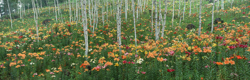 无人,横图,俯视,室外,白天,旅游,度假,美景,森林,树林,植物,百合花,长野县,日本,亚洲,盛开,景观,花蕾,娱乐,花,花瓣,花朵,鲜花,树,树木,绿色,自然,花苞,花蕊,享受,休闲,景色,放松,生长,成长,自然风光,东亚,本州,本州岛,日本国,中部地方,长野,强瞿,诹访,诹访市,百合蒜,倒仙,番韭,山丹,玩耍,彩图,高角度拍摄