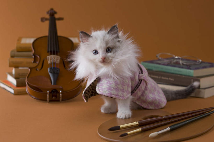 无人,坐,横图,室内,白天,正面,宠物,猫,书籍,油画,许多,服装,艺术,眼镜,乐器,弦乐器,小提琴,画,一只,白色,动物,画笔,可爱,调色板,弓拉弦乐器,弓拉弦鸣乐器,近视眼镜,书,图书,坐着,彩图,全身