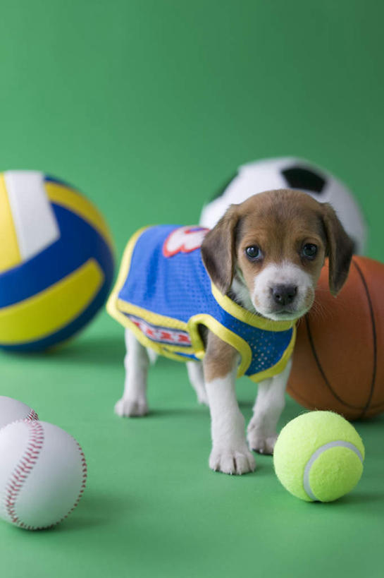 无人,站,竖图,室内,白天,正面,锻炼,运动,网球,排球,篮球,棒球,垒球,足球,宠物,狗,绿色背景,阴影,服装,影子,注视,球,一只,动物,观察,看,站着,可爱,摄影,影棚,观看,察看,关注,忠诚,贝高犬,体育,犬,站立,彩图,全身,影棚拍摄,健身,拍摄