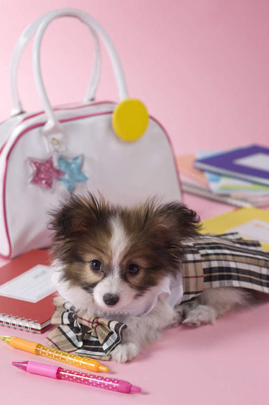 无人,躺,竖图,室内,白天,正面,裙子,宠物,狗,书籍,阴影,粉色背景,服装,包,笔,皮包,影子,圆珠笔,蝶耳犬,蝴蝶犬,一个,一只,动物,可爱,摄影,影棚,单个,单肩包,忠诚,巴比伦犬,卧着,书,图书,犬,躺着,卧,彩图,全身,影棚拍摄,拍摄